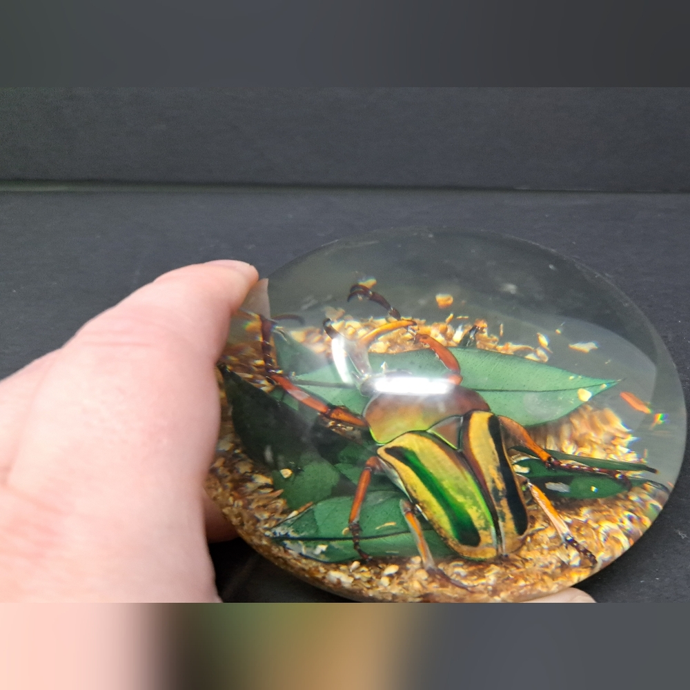 Vintage Lucite Paperweight Containing A Large Beatle